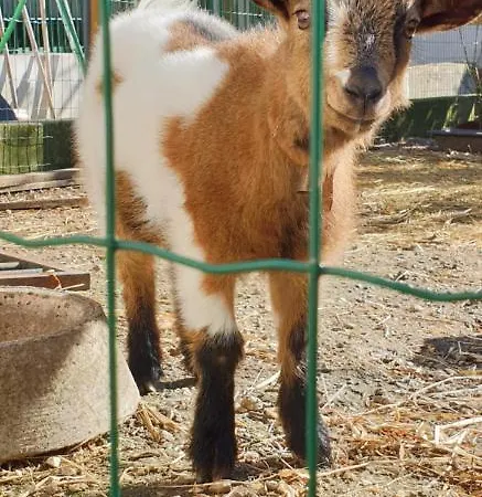 Casa Nikana Turcifal