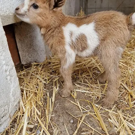 Casa Nikana Villa Turcifal
