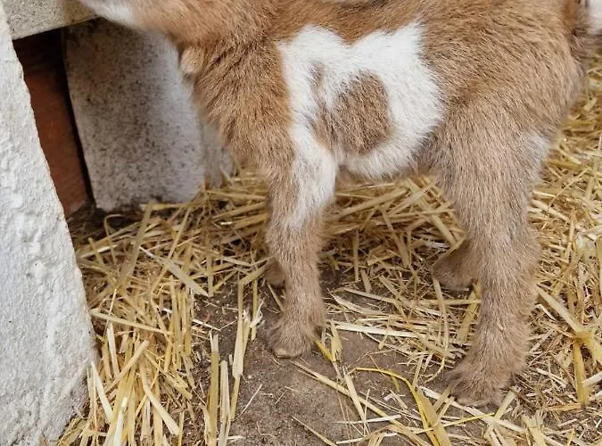 Casa Nikana Вилла Турсифал